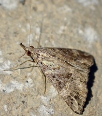 Hypena