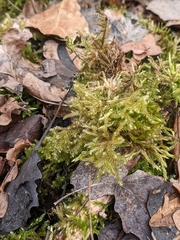 Eurhynchium striatum