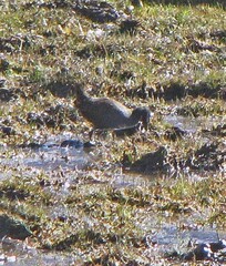 Pardirallus sanguinolentus