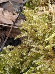Eurhynchium striatum