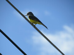 Tyrannus melancholicus