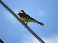 Tyrannus melancholicus