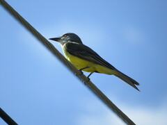 Tyrannus melancholicus