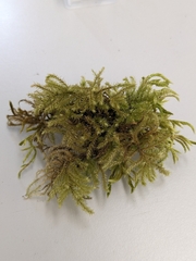 Eurhynchium striatum