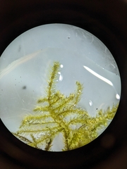 Eurhynchium striatum