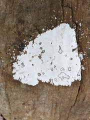 Phlyctis petraea