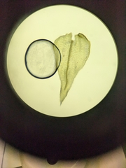 Eurhynchium striatum