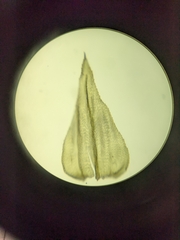 Eurhynchium striatum
