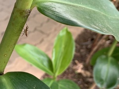 Neriidae