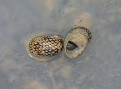 Theodoxus fluviatilis