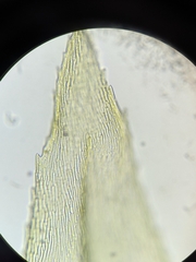 Eurhynchium striatum