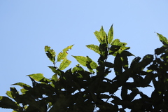 Quercus stenophylloides