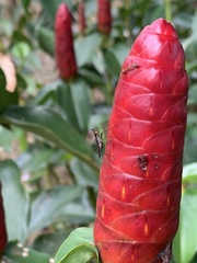 Neriidae