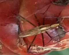Neriidae