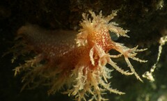 Dendronotus