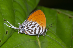 Drupadia ravindra moorei