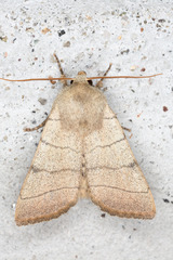 Charanyca trigrammica