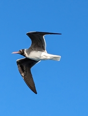Ichthyaetus leucophthalmus