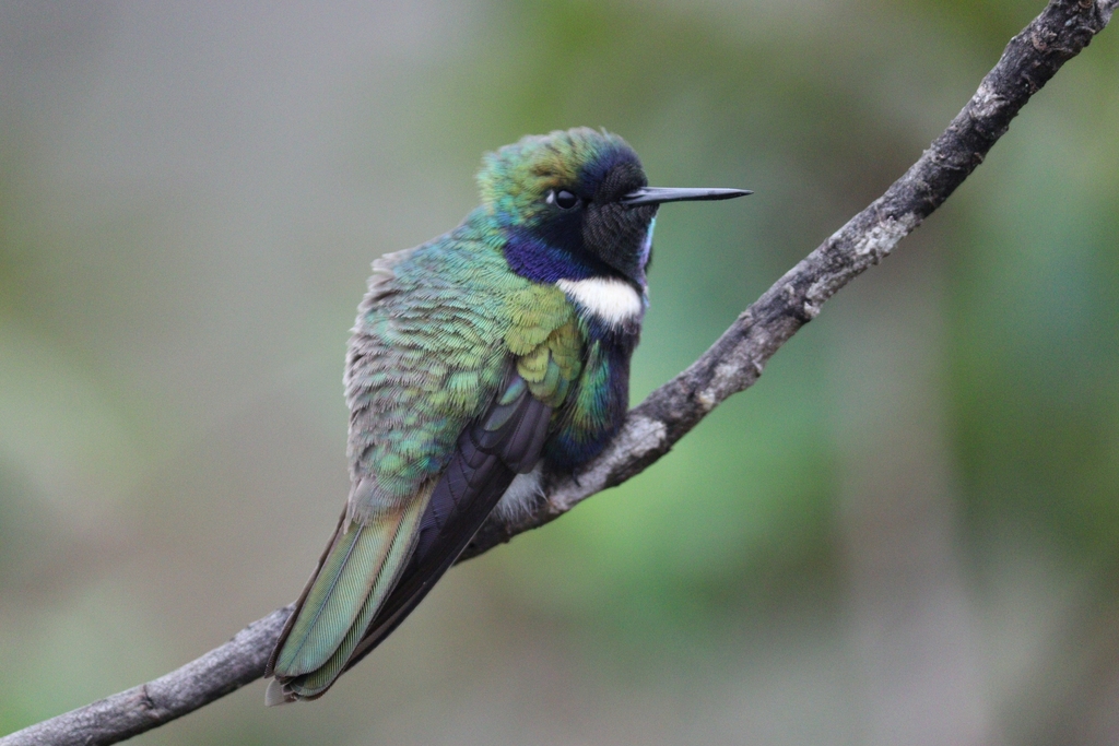 Hyacinth Visorbearer