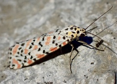 Utetheisa pulchella