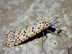 Utetheisa pulchella