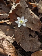 Hepatica