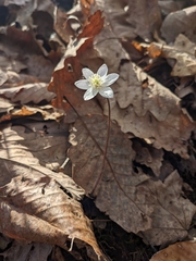 Hepatica