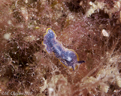 Prostheceraeus moseleyi