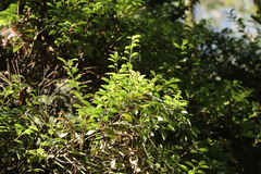 Vaccinium emarginatum