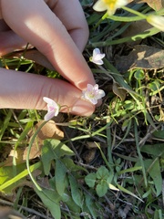 Claytonia virginica