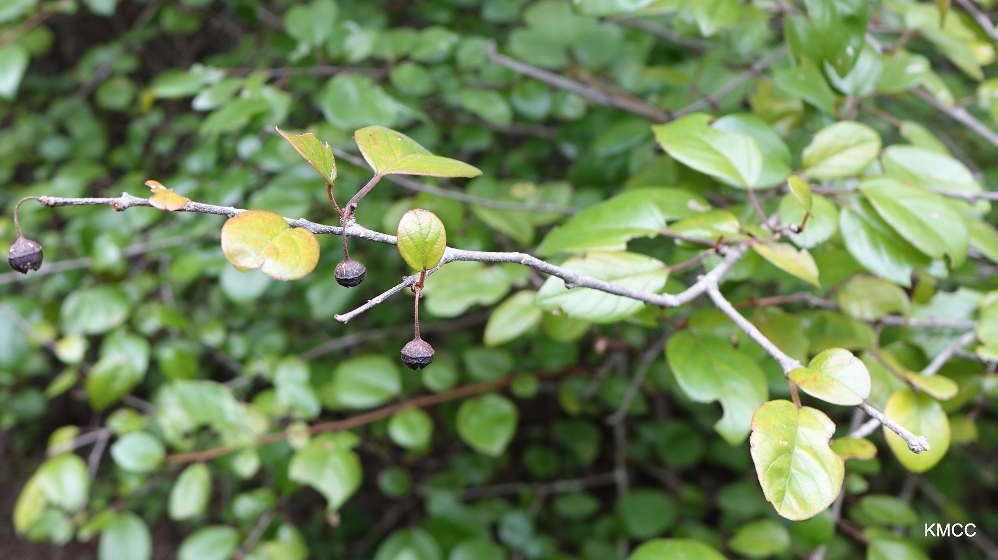 Colubrina alluaudii