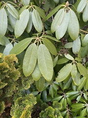 Rhododendron maximum