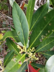 Cartrema