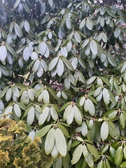 Rhododendron maximum