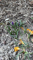Crocus vernus