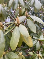 Rhododendron maximum
