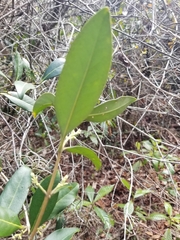 Cartrema