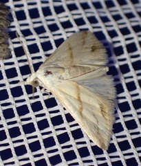 Eublemma cochylioides