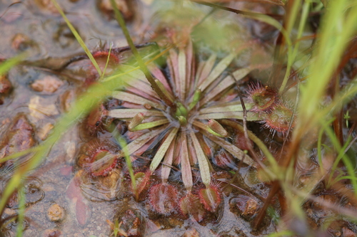 Drosera darwinensis (Drosera darwinensis)