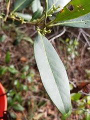Cartrema
