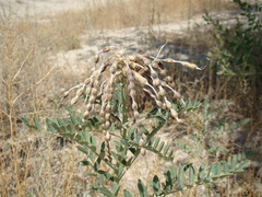 Sophora alopecuroides