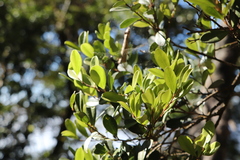 Vaccinium emarginatum