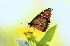 Danaus eresimus