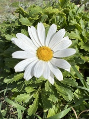 Argyranthemum pinnatifidum subsp. succulentum image