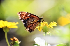 Danaus eresimus