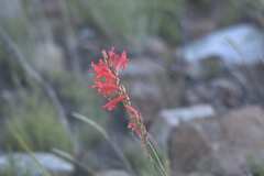 Tritoniopsis triticea