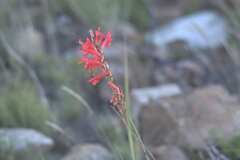 Tritoniopsis triticea