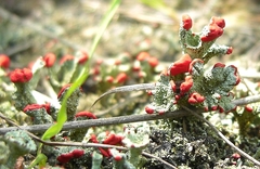 Cladonia coccifera