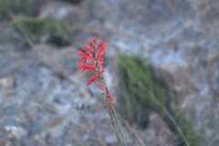 Tritoniopsis triticea