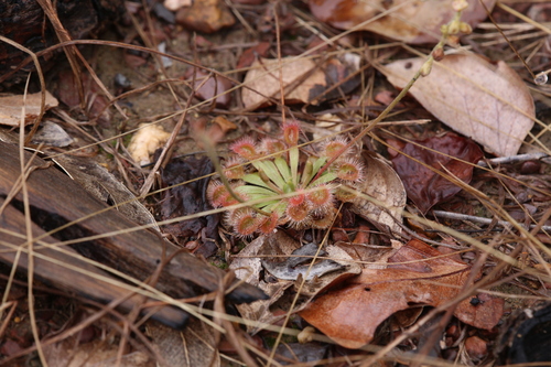 Drosera darwinensis